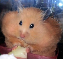 hamster